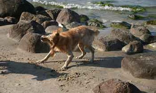 Ferienwohnung Binz mit Hund