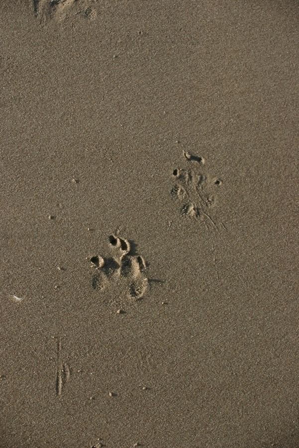 Binz Urlaub mit Hund