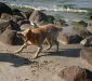 Binz Urlaub mit Hund