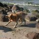 Ferienwohnung Binz mit Hund