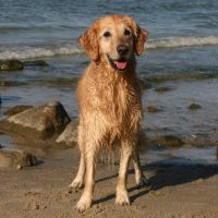 Ferienwohnung Binz mit Hund 2 Schlafzimmer