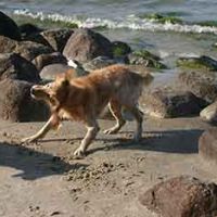 Hundestrand Binz
