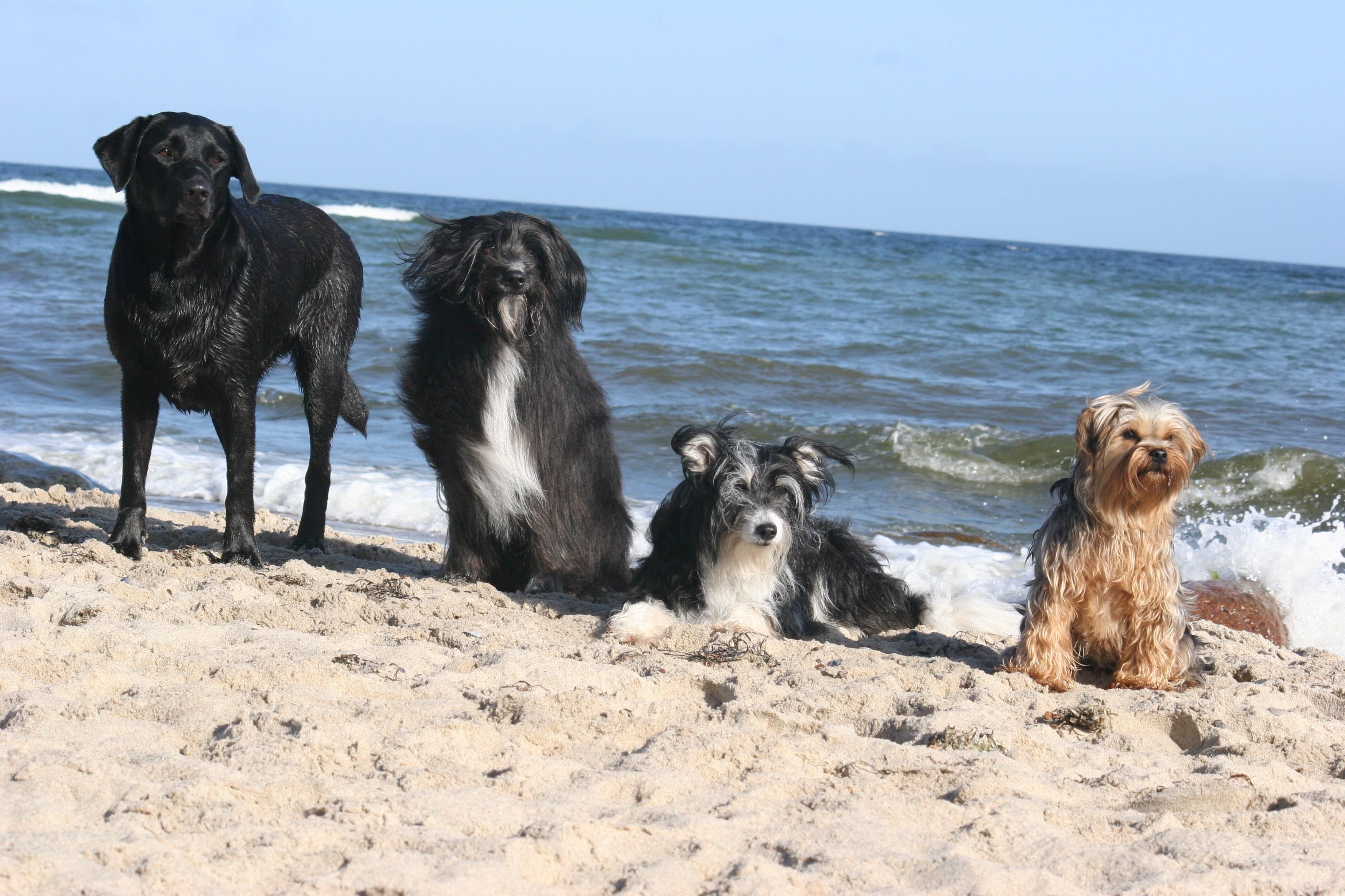 Binz-Urlaub mit Hund
