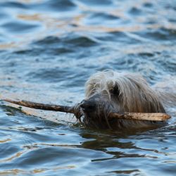 Hundestrand Binz