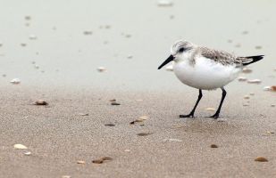 Strandläufer Binz