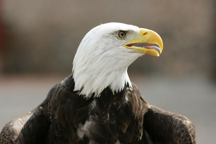 Malepartus Binz Seeadler